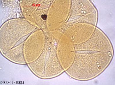 ISEM 1/Asphodelus_microcarpus_32292/Asphodelus_microcarpus_32292_0001(copy)_thumb.jpg